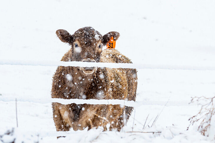 Cattle in snow storm